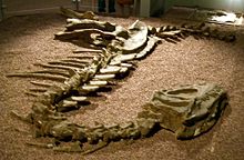 skelett av en Yangchuanosaurus
