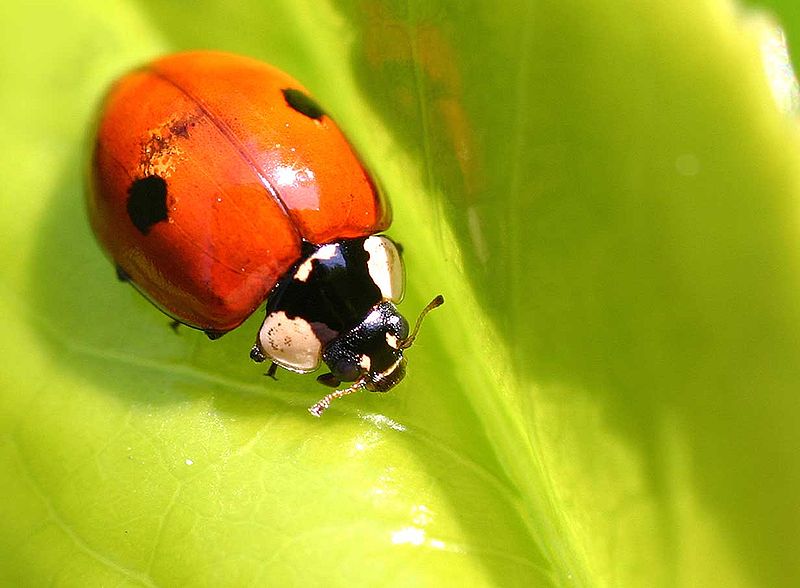 Fil:Adalia bipunctata01.jpg