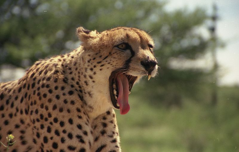 Fil:Cheetah yawn.jpg