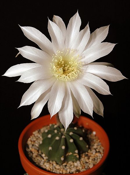 Fil:Echinopsis subdenudata203.jpg