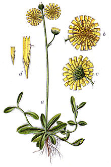 Hieracium auricula Sturm57.jpg