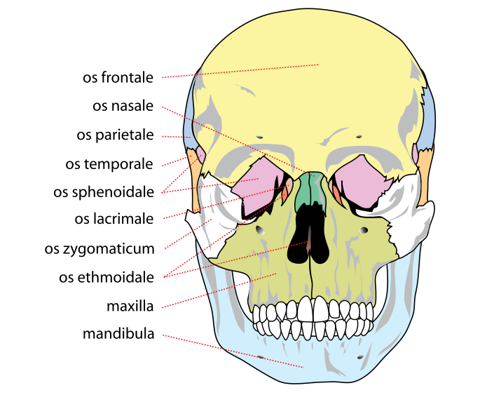 Fil:Human skull front bones.svg