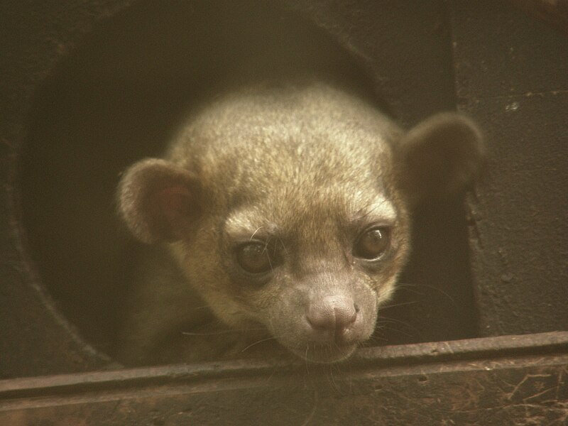 Fil:Kinkajou .jpg