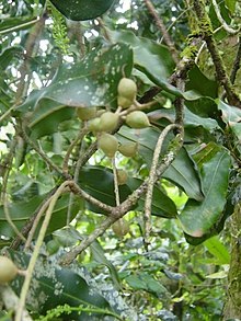 Trubbmacadamia (Macadamia integrifolia)