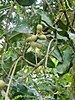 Trubbmacadamia (Macadamia integrifolia)