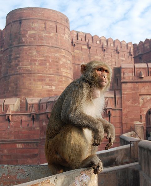 Fil:Macaque India 3.jpg