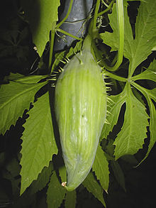Bittergurka (Momordica charantia)