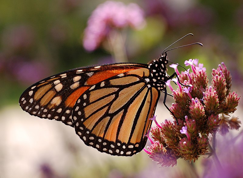 Fil:Monarch Butterfly Danaus plexippus Proboscis 2591px.jpg