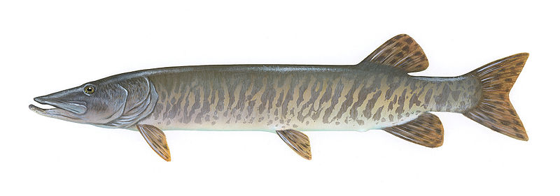 Fil:Muskellunge USFWS.jpg