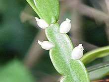 Rhipsalis micrantha