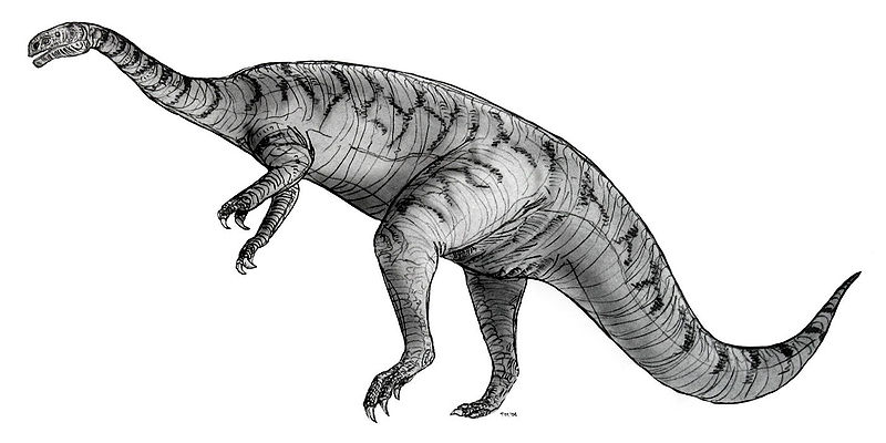 Fil:Sketch plateosaurus.jpg
