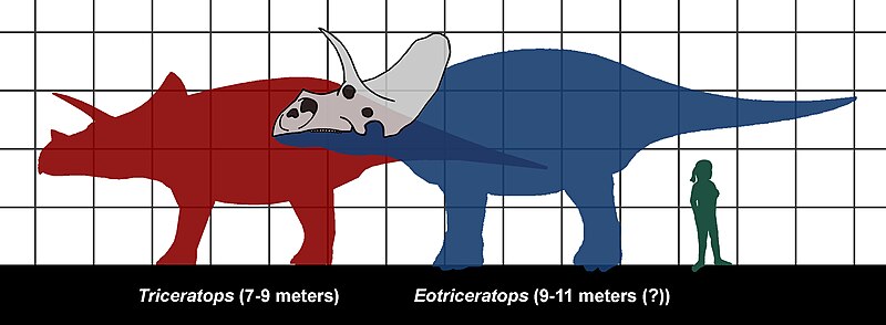 Fil:Triceratops-Eotriceratops size 02.JPG