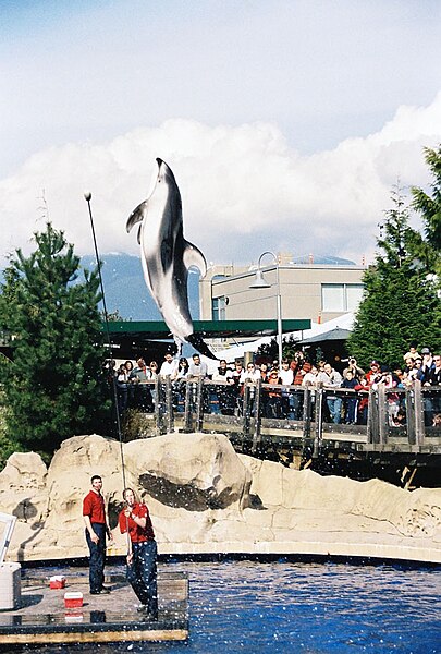 Fil:Vancouver aquarium dolphin.jpg