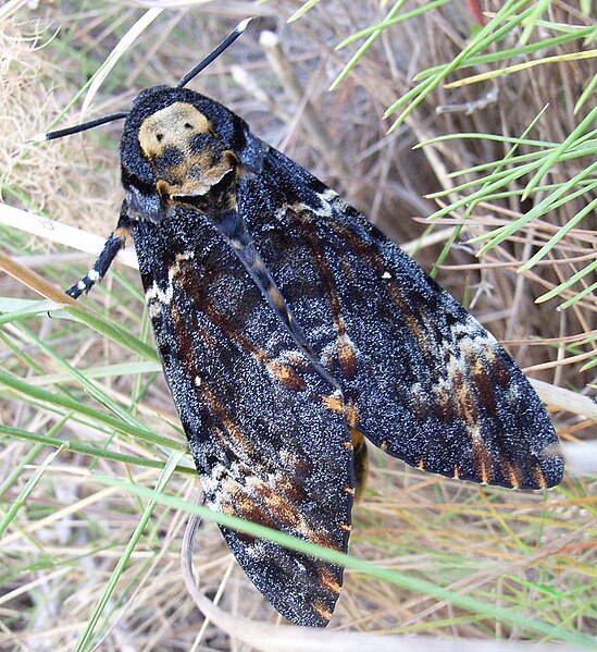 Fil:Acherontia atropos bl.jpg