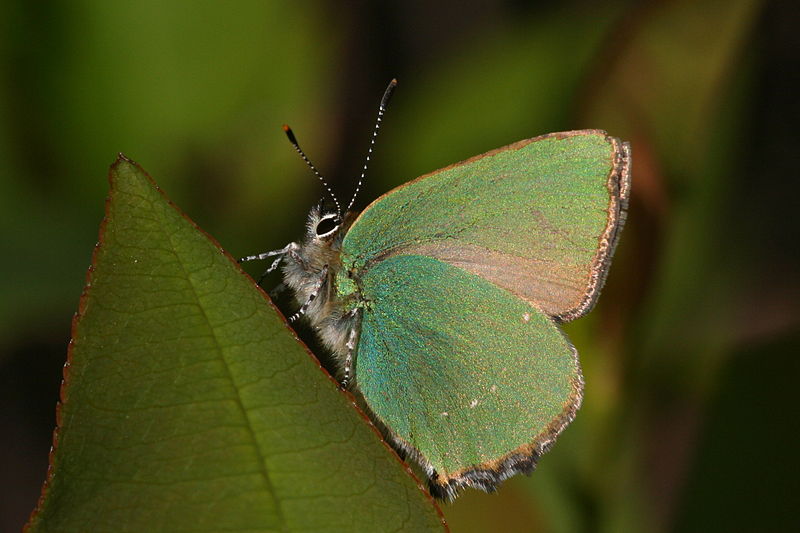 Fil:Callophrys rubi-01 (xndr).jpg