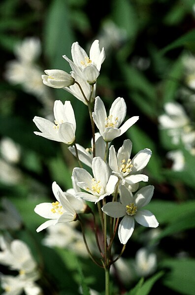 Fil:Deutzia gracilis.jpg