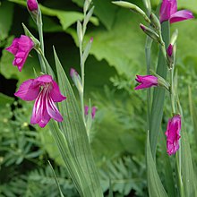 Gladiolus imbricatus1003.jpg