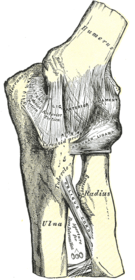 Vänster armbågsled med de främre och ulnara kollaterala ligamenten.