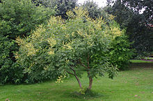 Kinesträd (Koelreuteria paniculata)