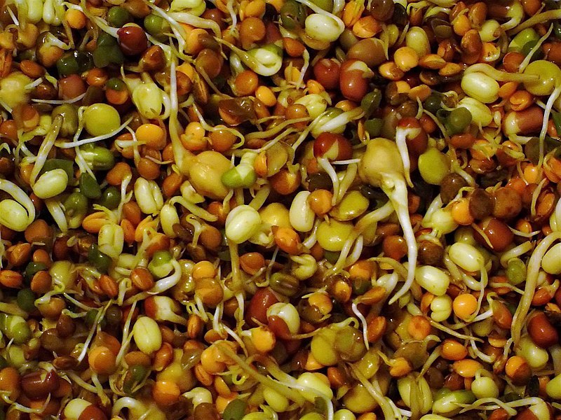 Fil:Organic mixed beans shoots.jpg