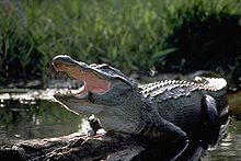 Mississippialligator