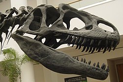 Kopia av en Allosaurus kranium (San Diego Natural History Museumé).