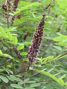 Segelbuske (A. fruticosa)