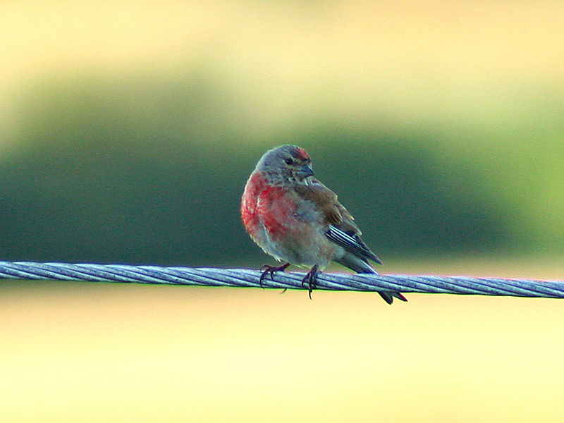 Fil:Carduelis cannabina 01.jpg