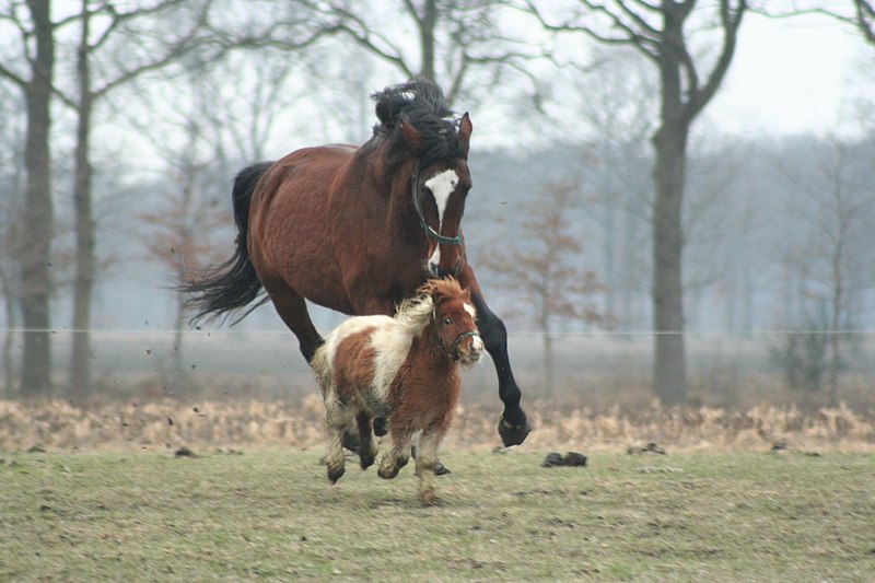 Fil:Horse-and-pony.jpg