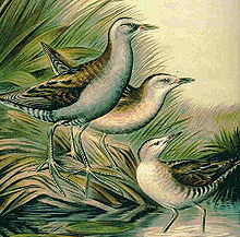 Illustration av mindre sumphöna tagen ur Johann Friedrich Naumanns verk Naturgeschichte der Vögel Mitteleuropas från 1905.