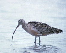 Longbilledcurlew71.jpg