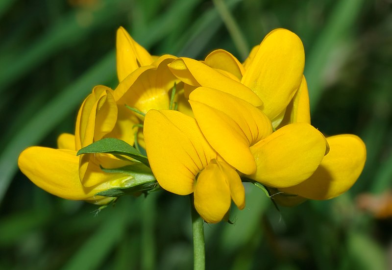 Fil:Lotus pedunculatus - blossom (aka).jpg