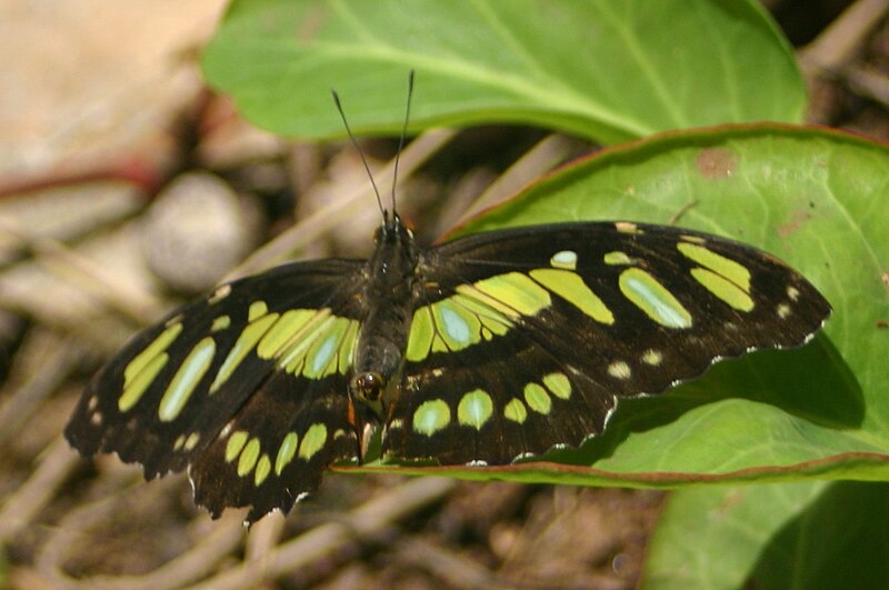 Fil:Malachite butterfly.JPG