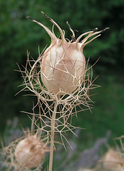 Fil:Nigella arvensis fruit.jpg