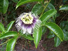 Passionsfrukt (Passiflora edulis)
