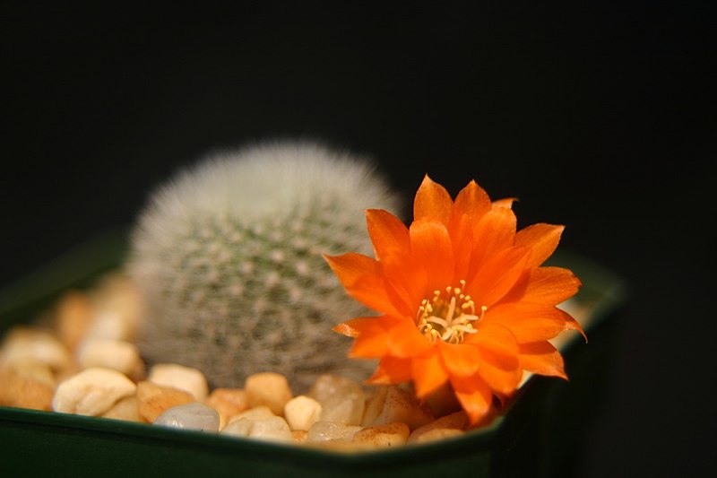 Fil:Rebutia spinosissima510383857.jpg