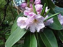 Doftrododendron (R. fortunei)
