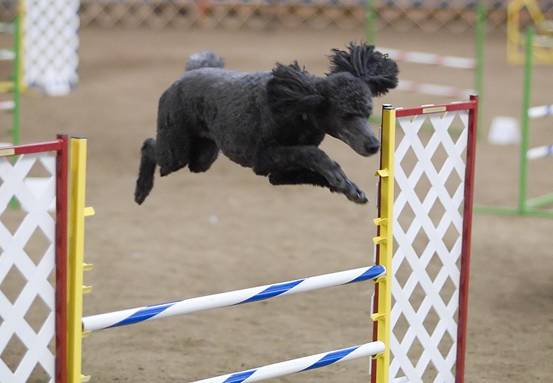 Fil:Standard Poodle blue agility.jpg