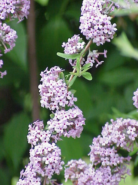 Fil:Buddleja alternifolia4.jpg