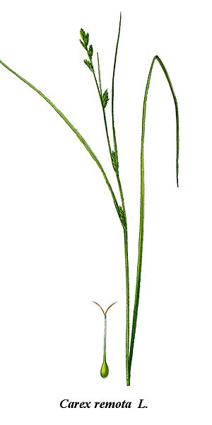 Fil:Cleaned-Illustration Carex remota.jpg