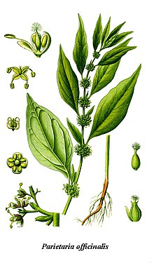 Cleaned-Illustration Parietaria officinalis.jpg