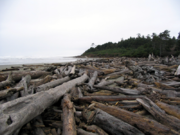 Driftwood Expanse, Northern Washington Coast.png