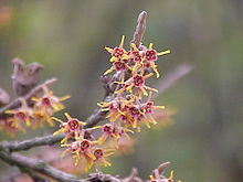 Småblommig trollhassel (Hamamelis vernalis