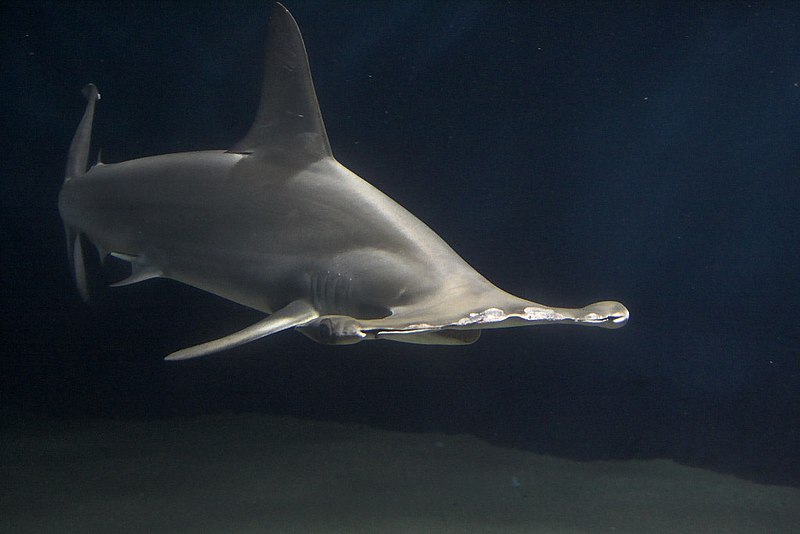 Fil:Hammerhead shark.jpg