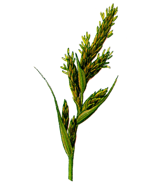 Fil:Cleaned-Part of Carex arenaria.PNG