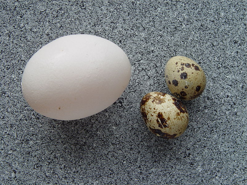 Fil:Coturnix coturnix eggs.jpg