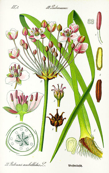 Fil:Illustration Butomus umbellatus1.jpg