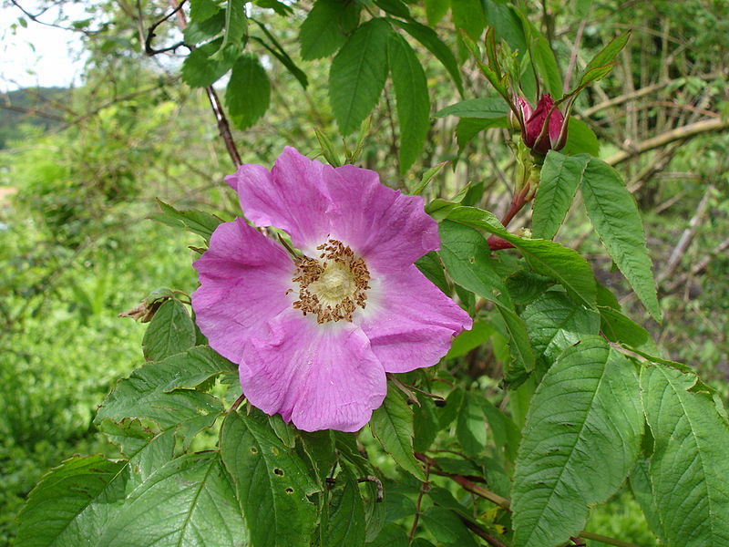 Rosa bella1UME.jpg