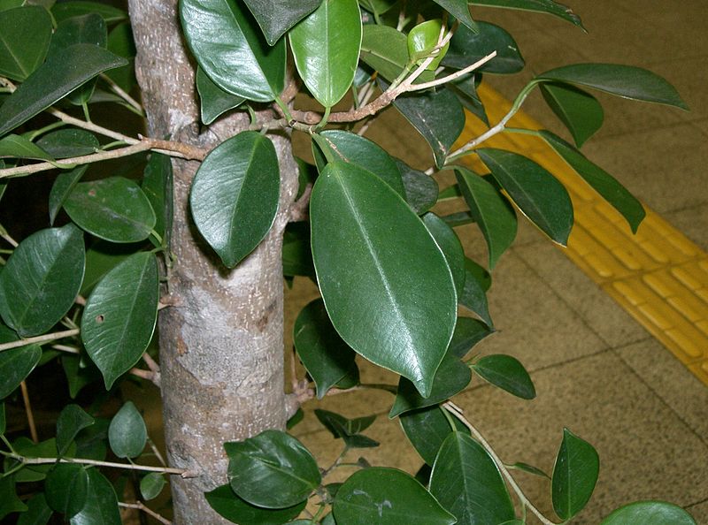 Fil:Ficus microcarpa2.jpg