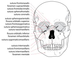 Human skull front suturas.svg